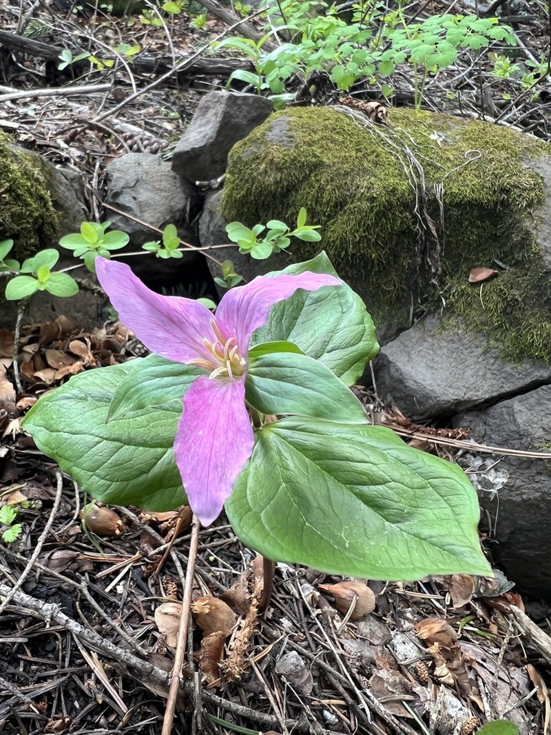 Trillium crassifolium photo 5