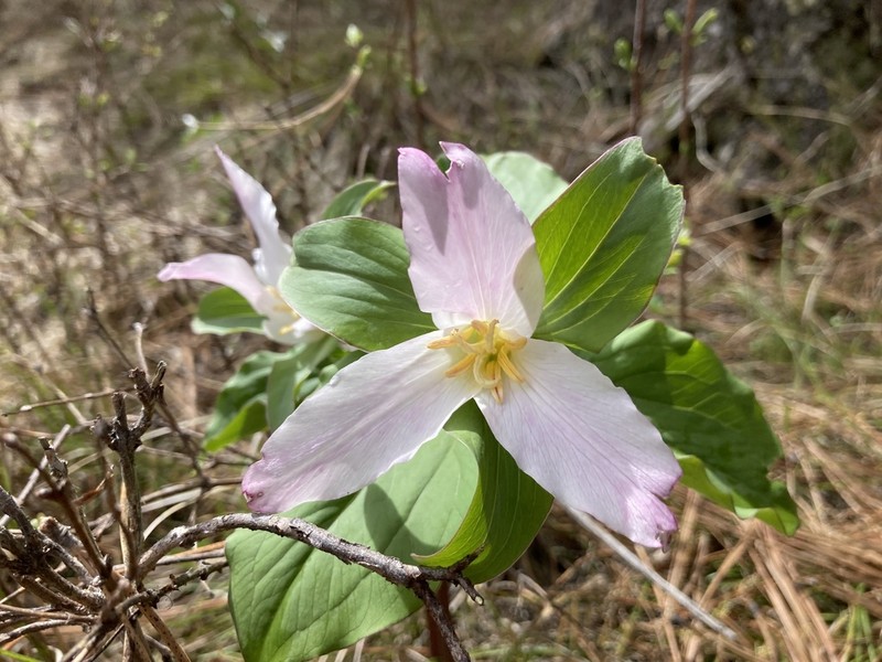 Trillium crassifolium photo 6