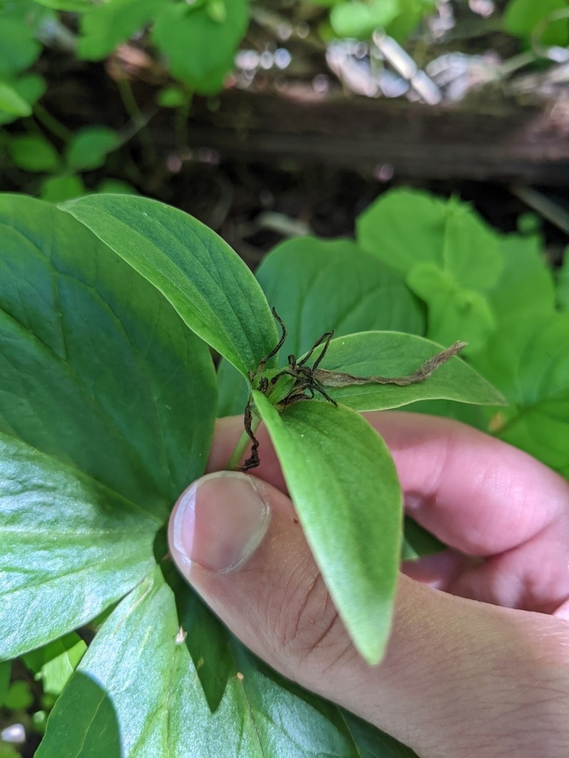Trillium crassifolium photo 7