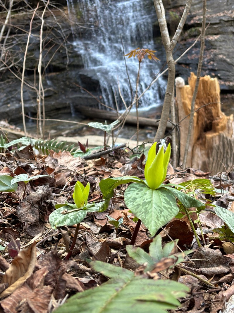Little Sweet Betsy photo 3