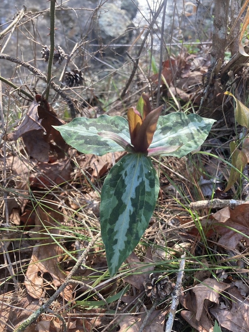 Chattahoochee River Wakerobin photo 3