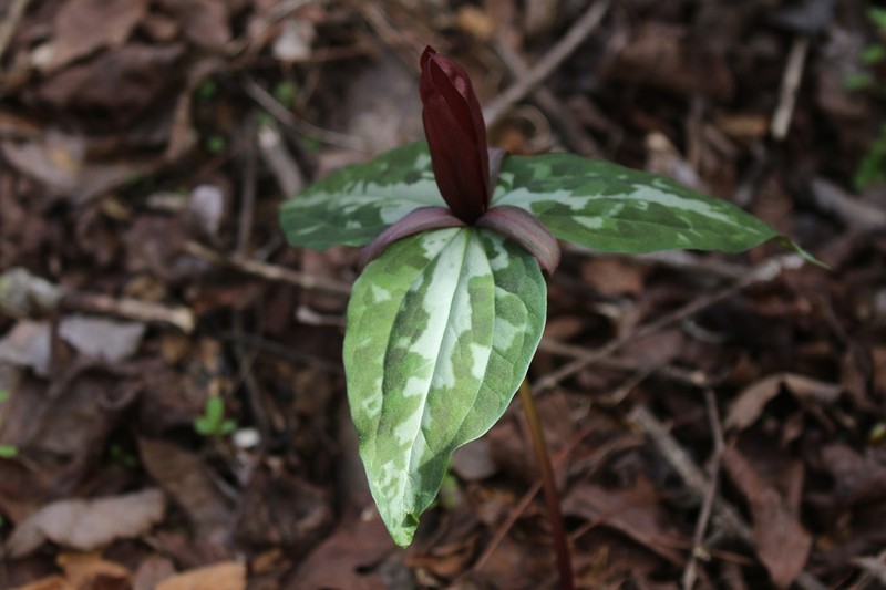 Chattahoochee River Wakerobin photo 6