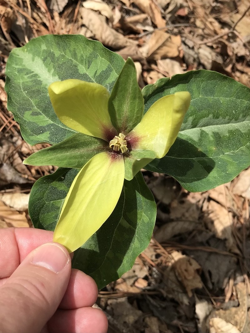 Chattahoochee River Wakerobin photo 7