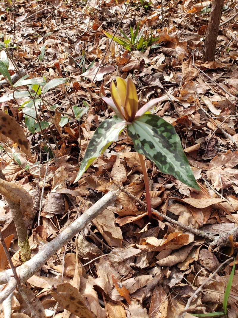 Chattahoochee River Wakerobin photo 8