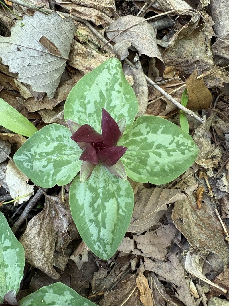 Trailing Wakerobin photo 2