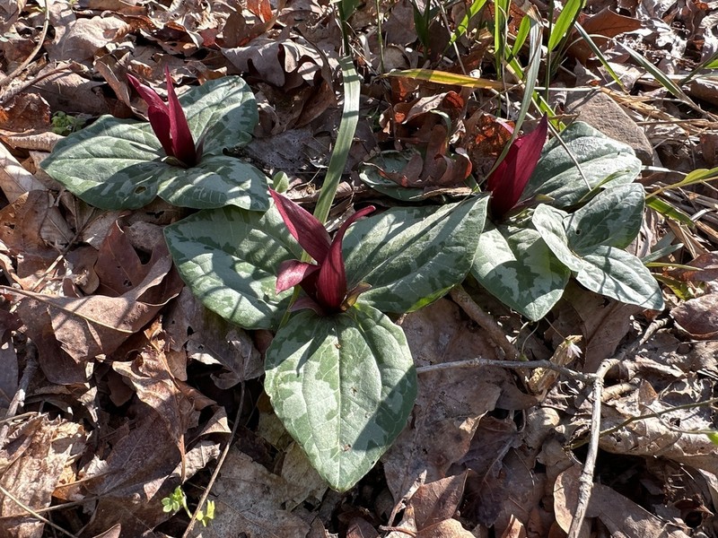 Trailing Wakerobin photo 3