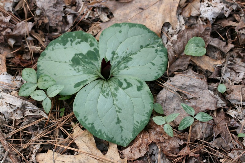 Trailing Wakerobin photo 4