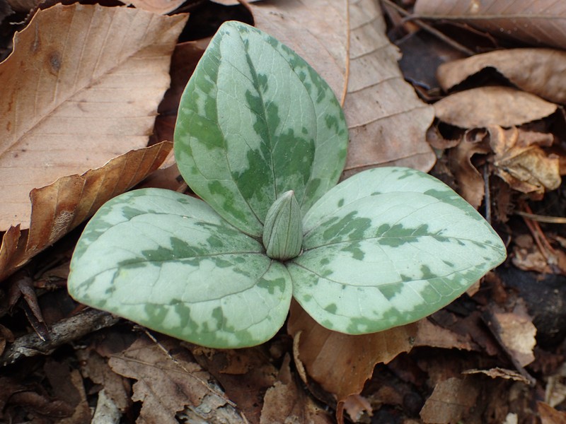 Trailing Wakerobin photo 5