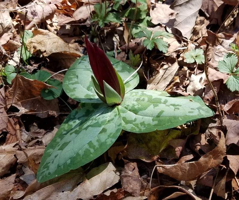 Trailing Wakerobin photo 6