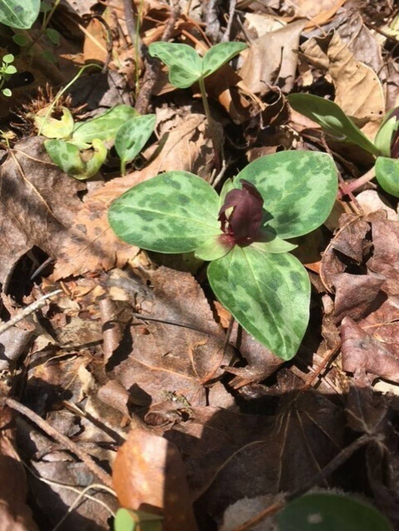 Trillium delicatum