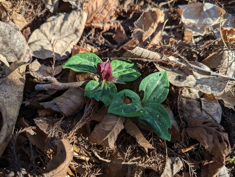 Trillium delicatum photo 2