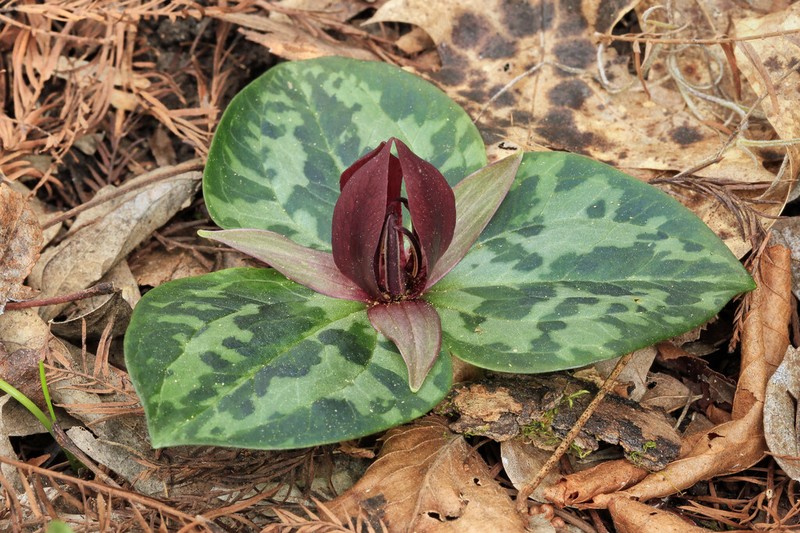Trillium delicatum photo 3