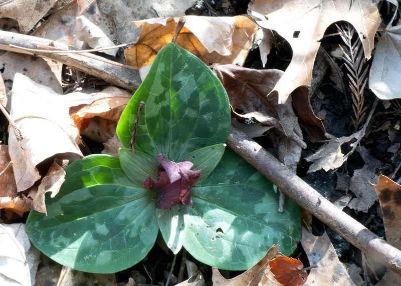 Trillium delicatum photo 4