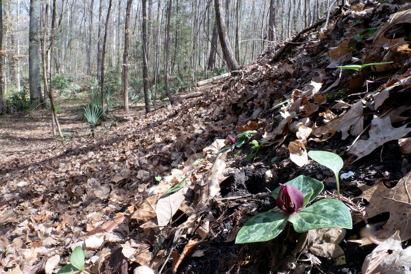 Trillium delicatum photo 5