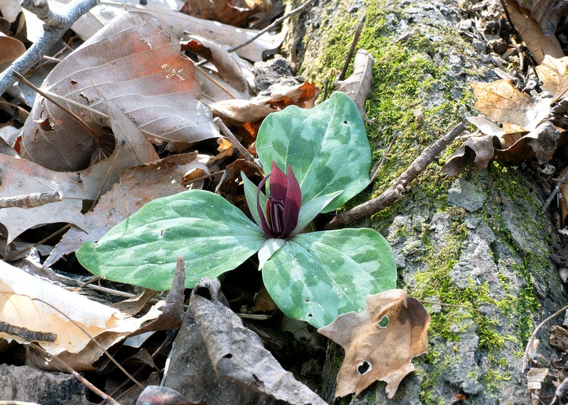 Trillium delicatum photo 6