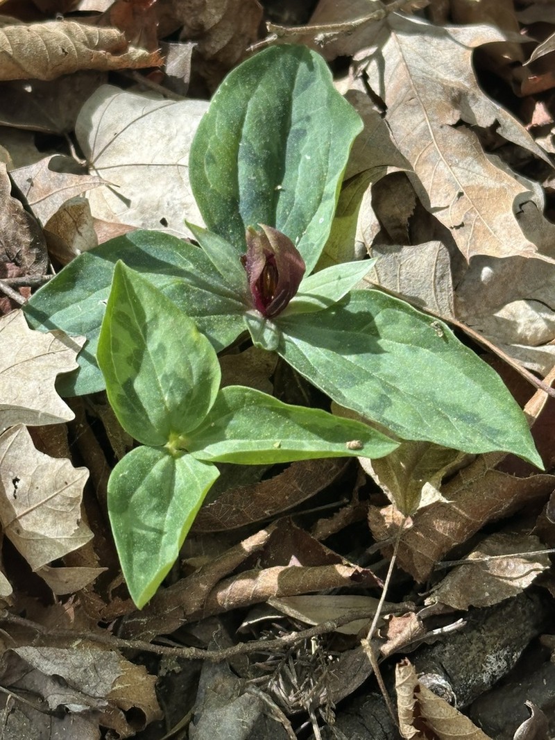 Trillium delicatum photo 7