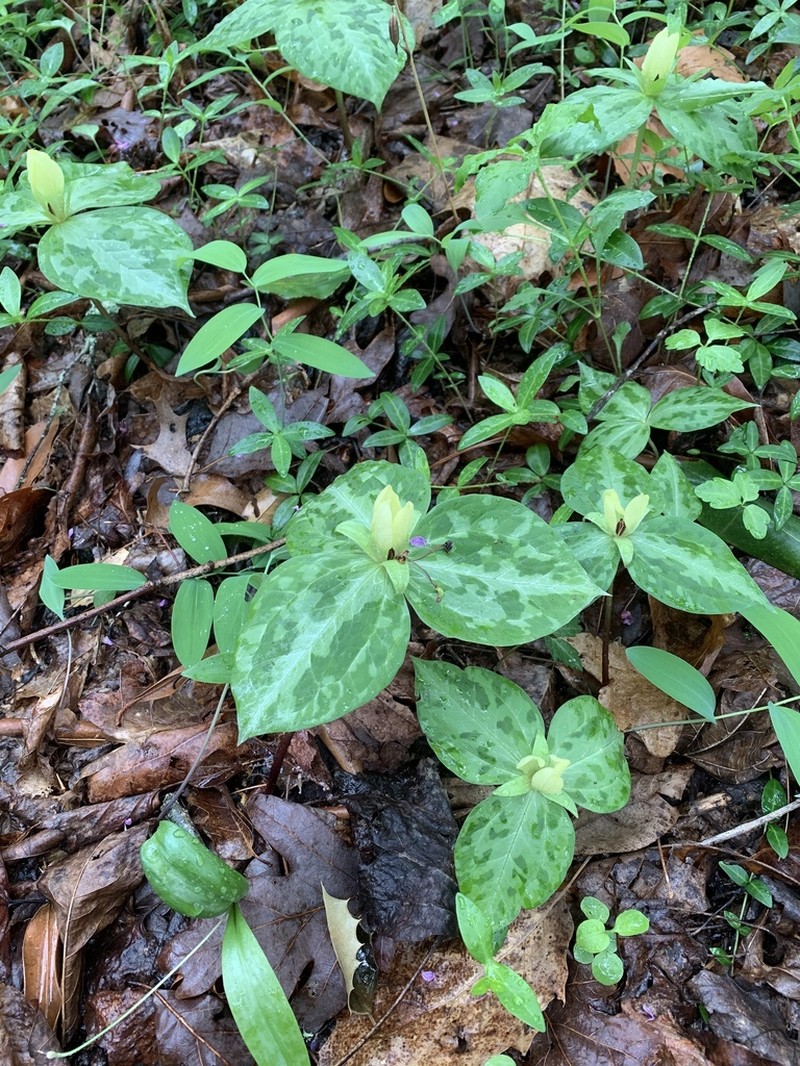 Mottled Wakerobin photo 2