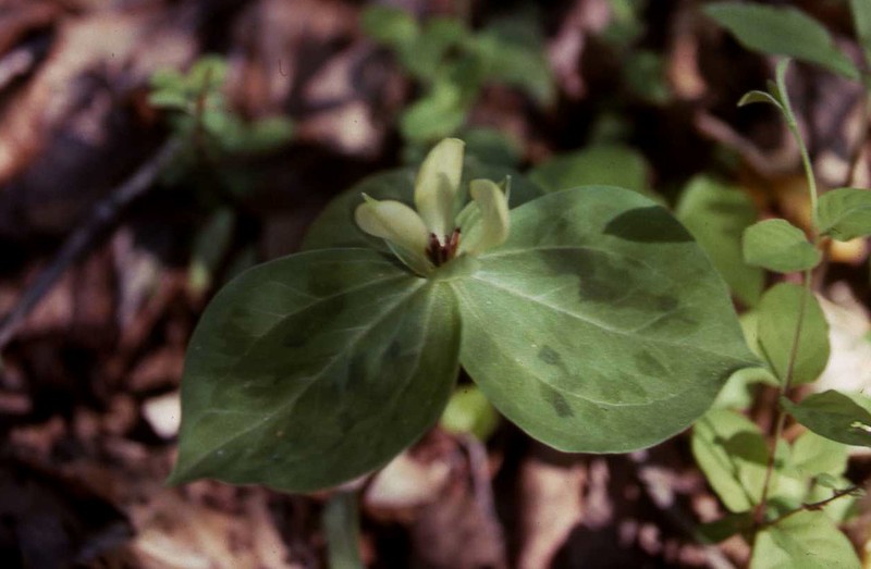 Mottled Wakerobin photo 3