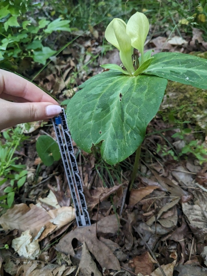 Mottled Wakerobin photo 4