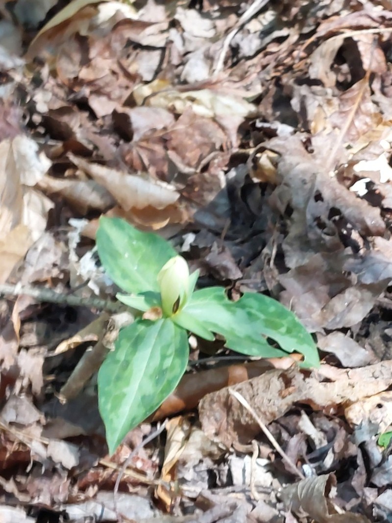 Mottled Wakerobin photo 7