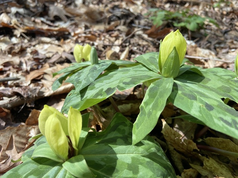 Mottled Wakerobin photo 8