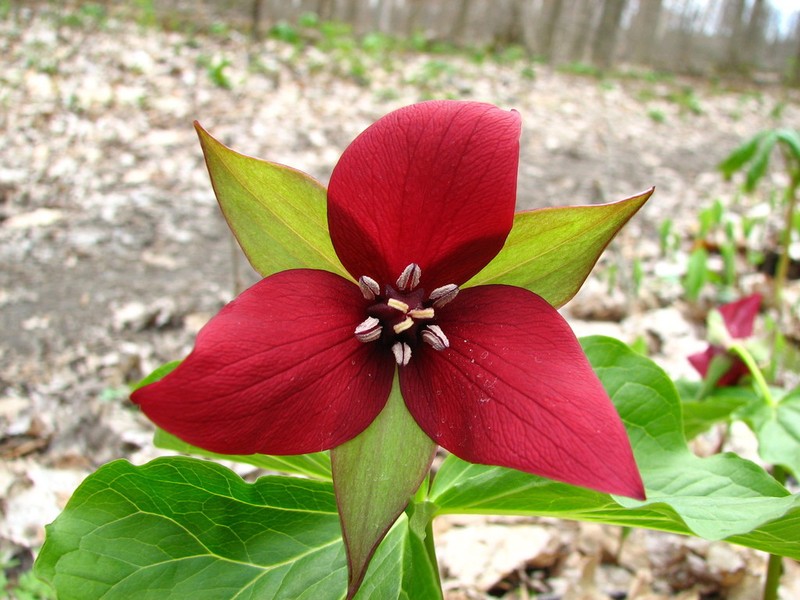 Red Trillium photo 5