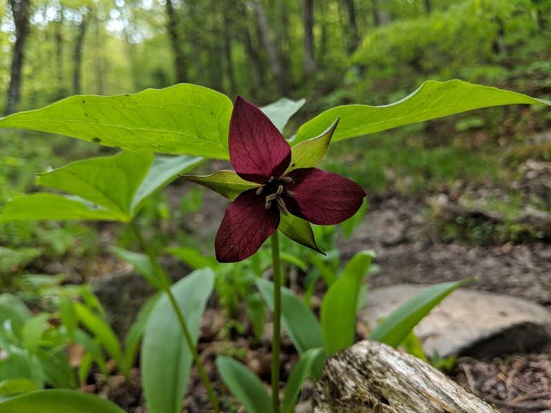 Red Trillium photo 6