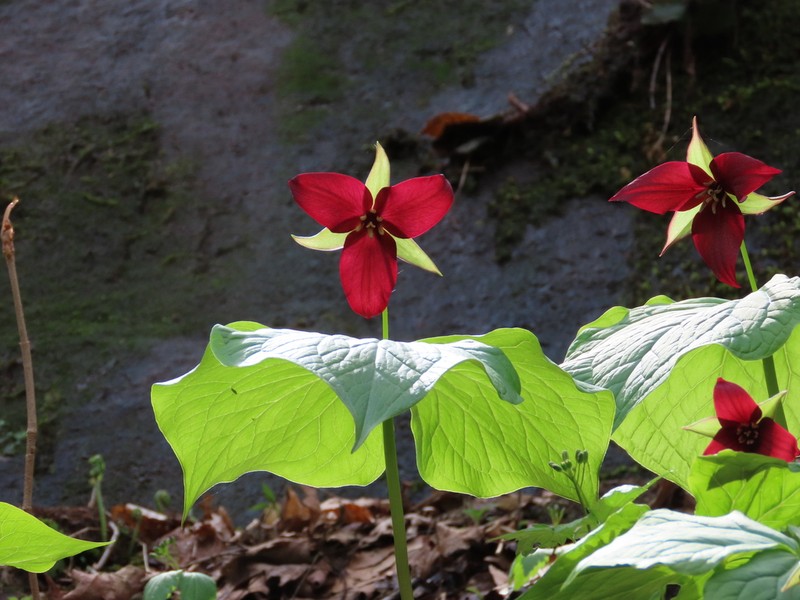 Red Trillium photo 7