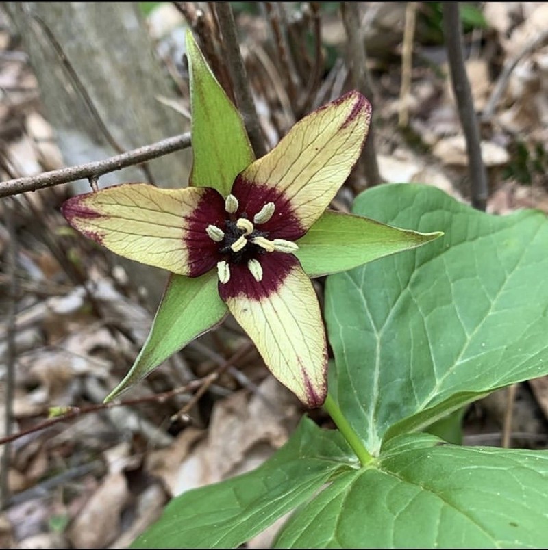 Red Trillium photo 8