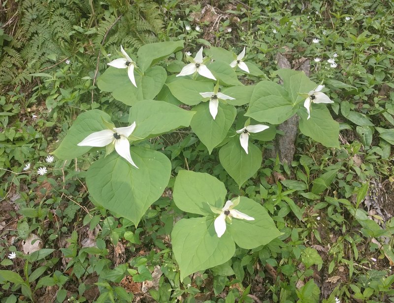 Red Trillium photo 5