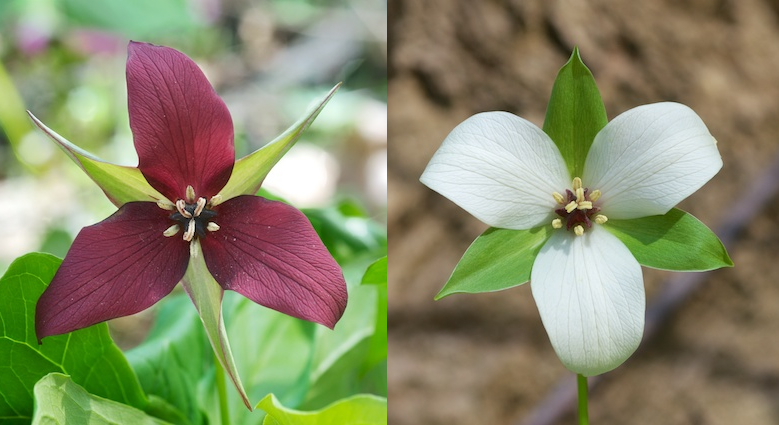 Red Trillium photo 6