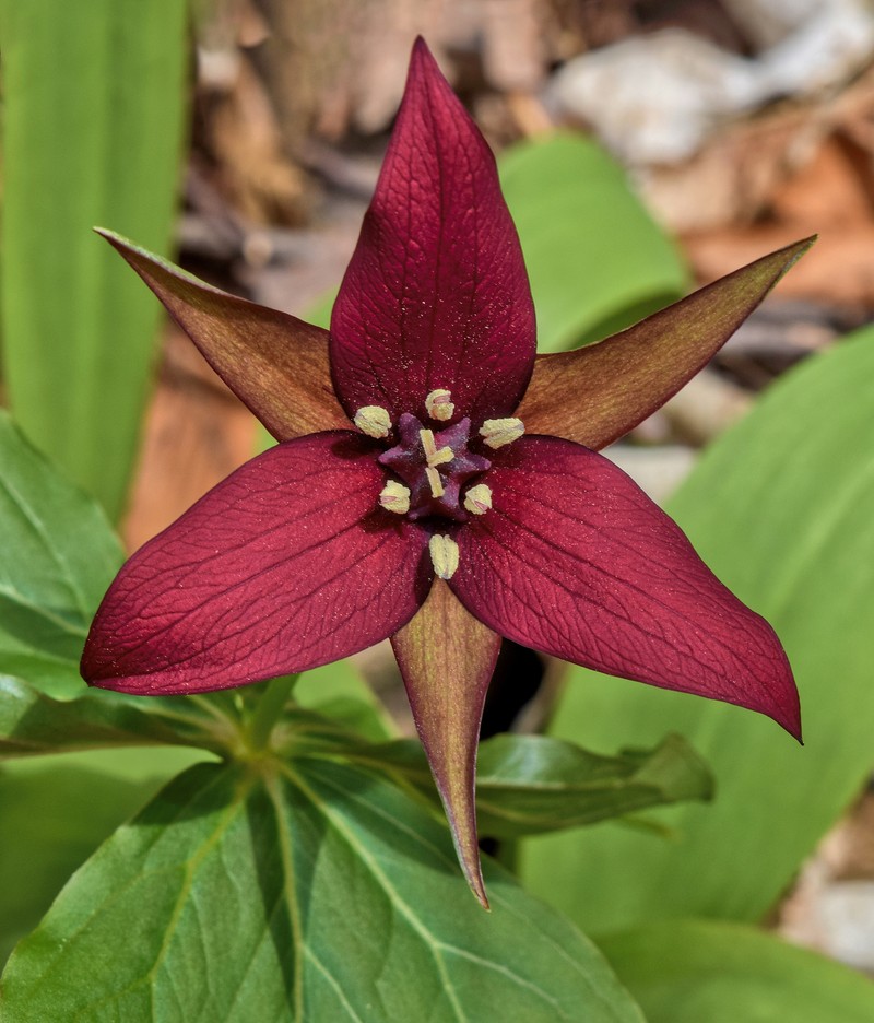 Red Trillium photo 2
