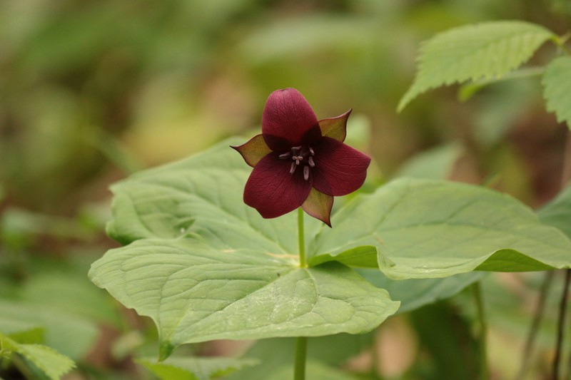 Red Trillium photo 3