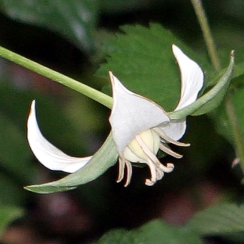 Nodding Wakerobin photo 2