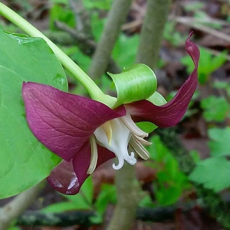 Nodding Wakerobin photo 3