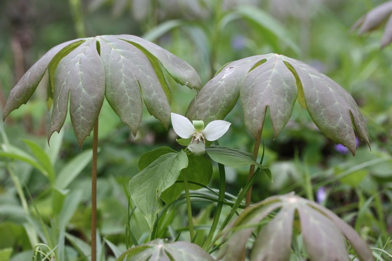 Nodding Wakerobin photo 5