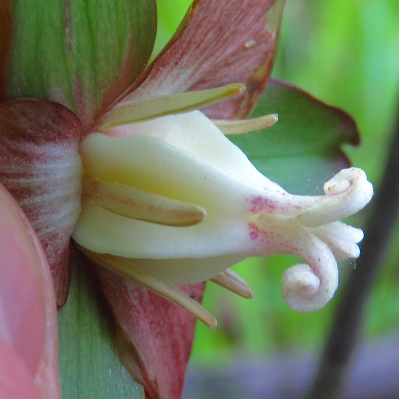 Nodding Wakerobin photo 6