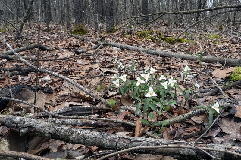 Trillium georgianum