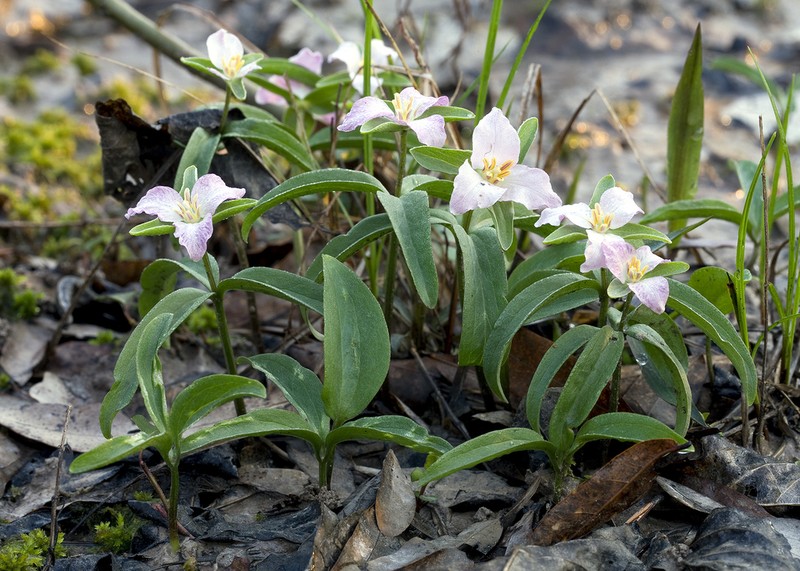 Trillium georgianum photo 2