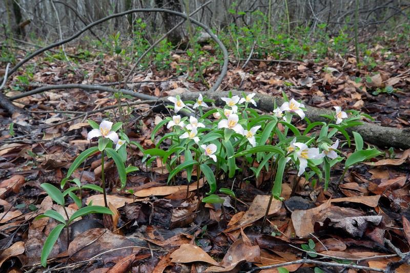 Trillium georgianum photo 4