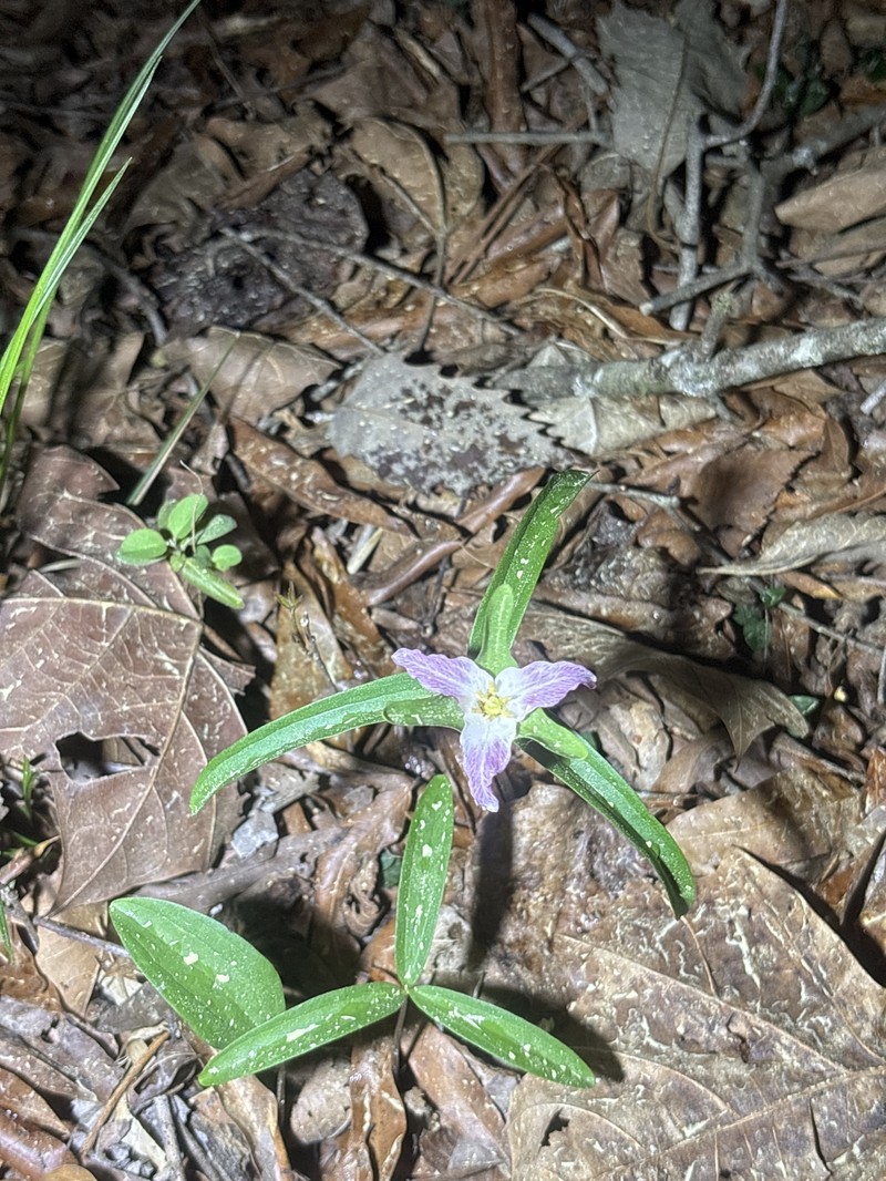 Trillium georgianum photo 5