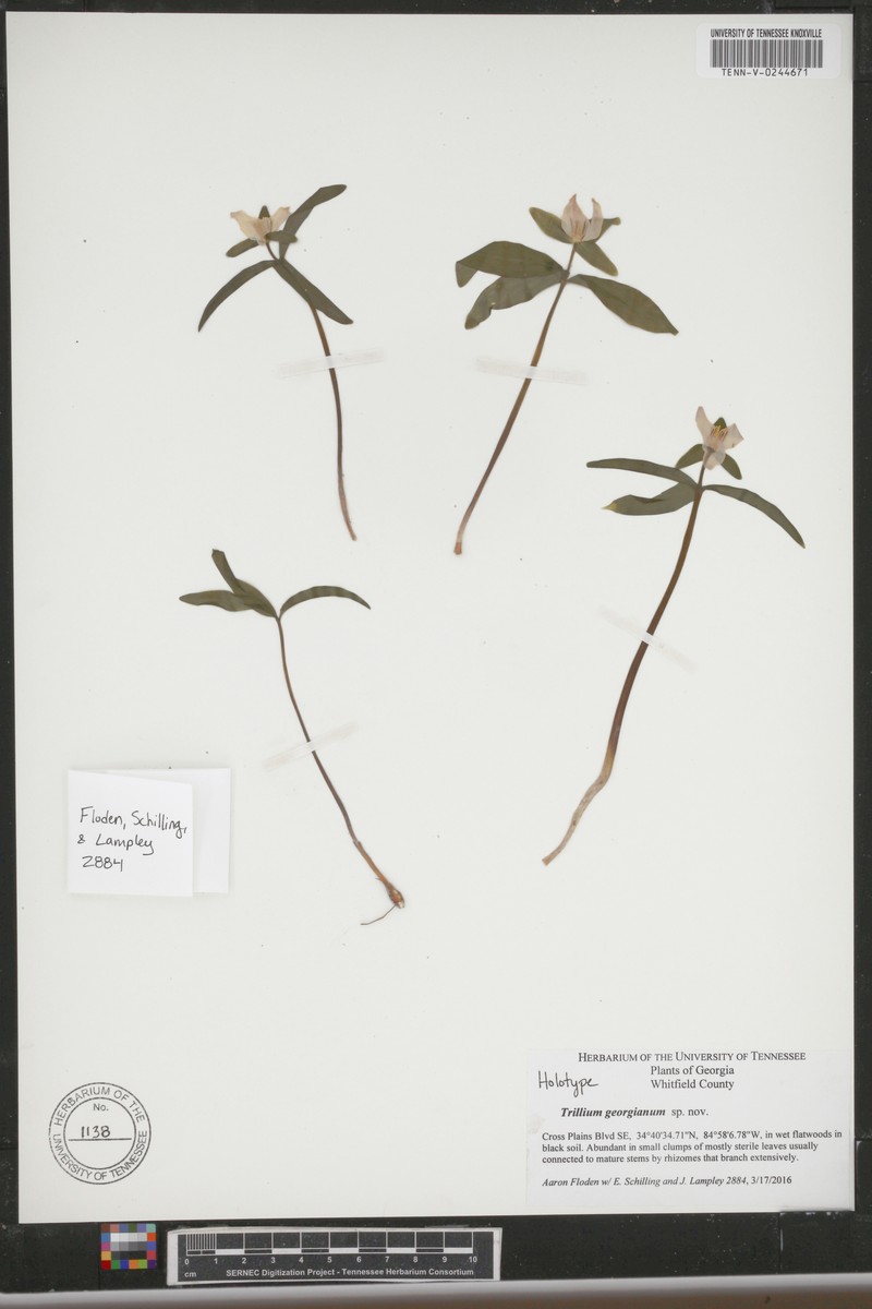 Trillium georgianum photo 8