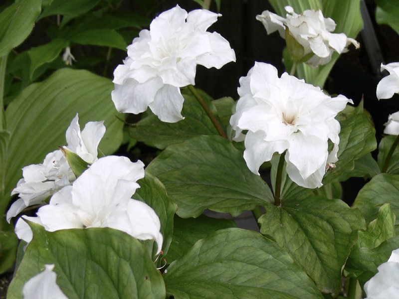 White Trillium photo 7