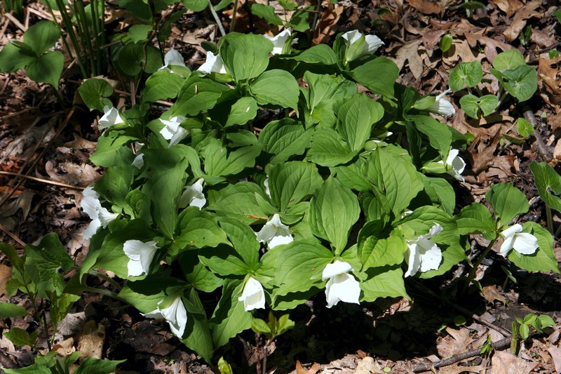 White Trillium photo 2