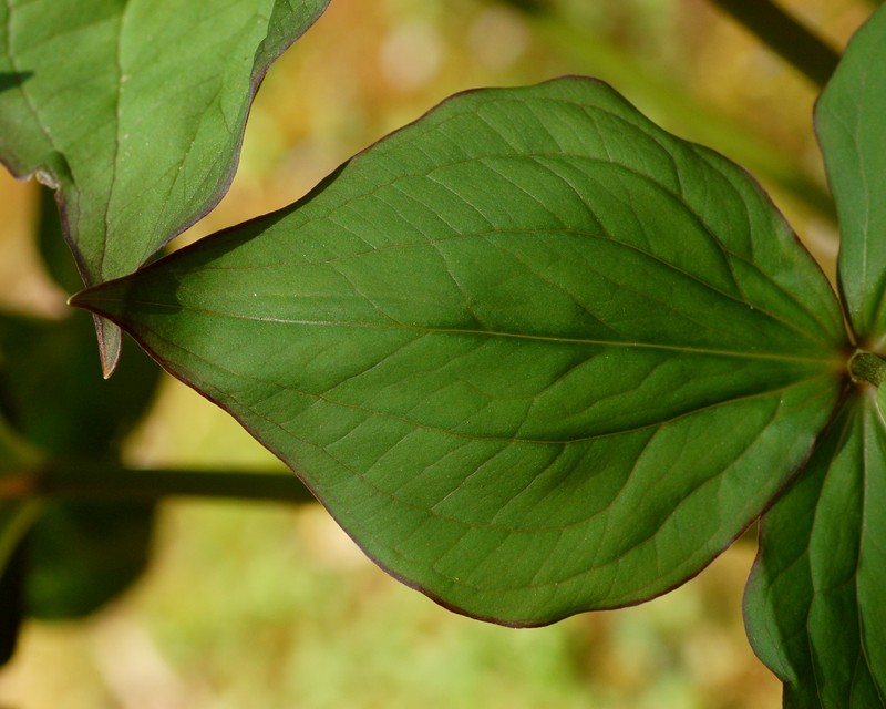 White Trillium photo 3