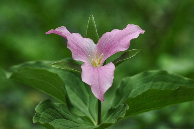 White Trillium photo 4