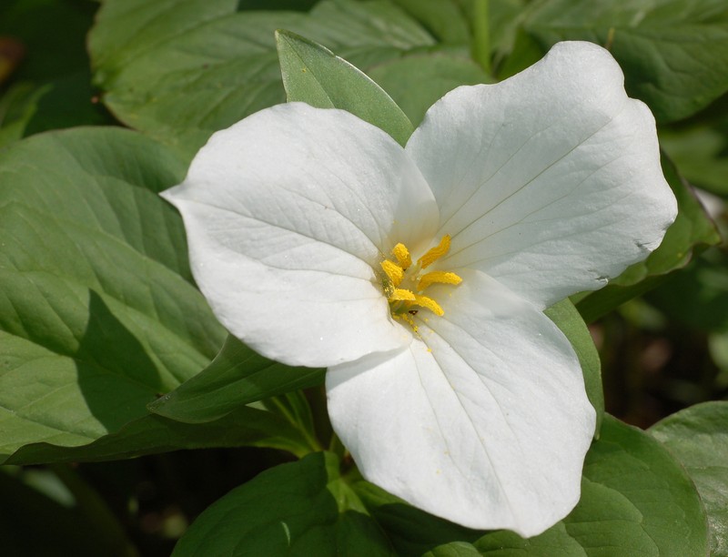 White Trillium photo 5