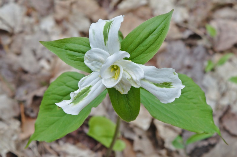 White Trillium photo 6