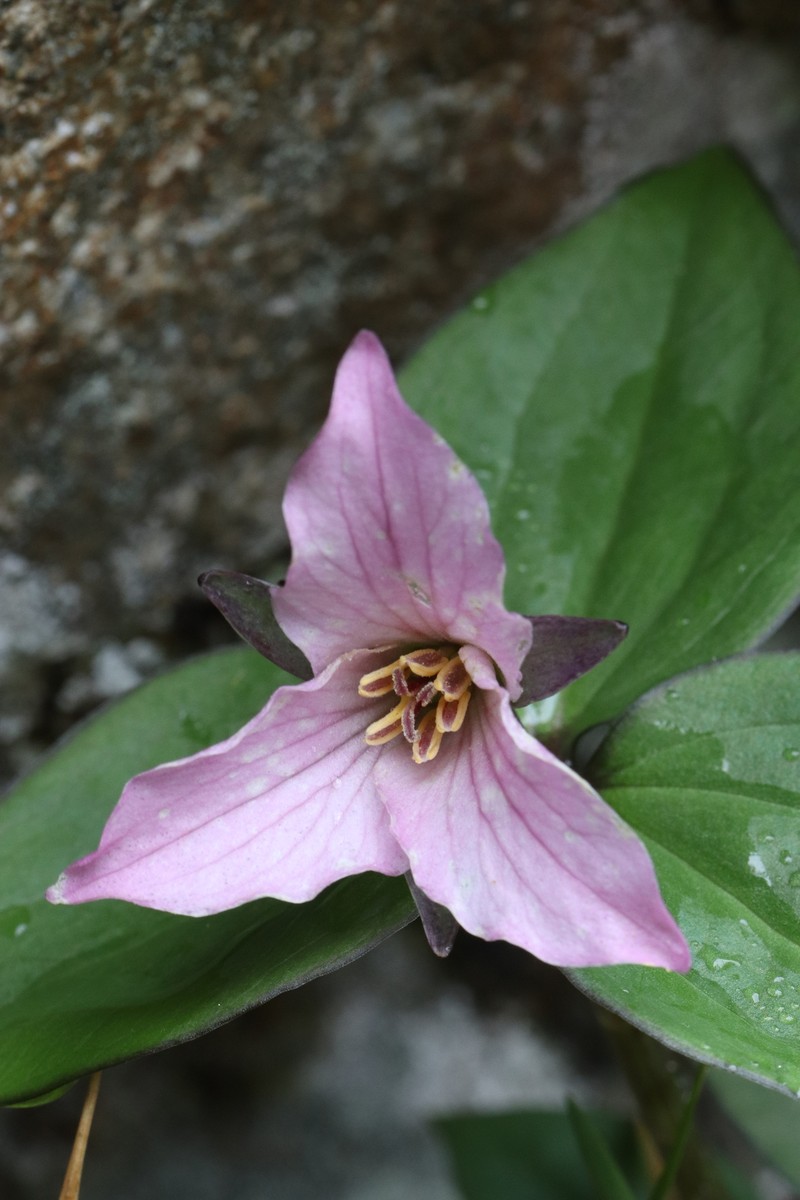 Trillium hibbersonii