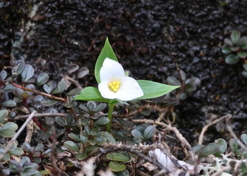 Trillium hibbersonii photo 2